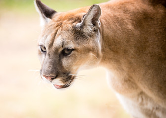 A cougar paces back and forth in its enclosure at the wildlife center near Savannah, Georgia