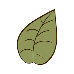 Green leaf nature icon vector illustration graphic
