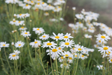 Fototapeta premium white and yellow small flowers in garden