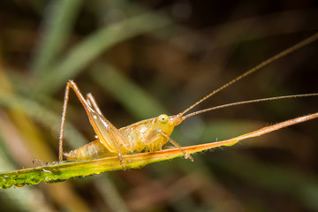 Grasshopper on nature leaves as background