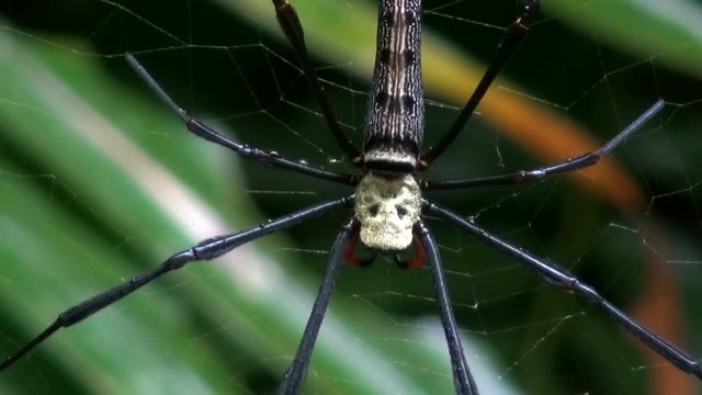 A huge spider (Golden silk orb-weaver Spider (Nephila)) moves slowly on its web. Macro.