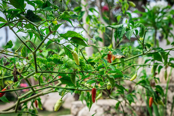 Close Up Red chili peppers on the tree in tropical garden in the mountains. Nusa Lembongan island, Indonesia.