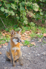 Wild fox with orange and white fur sitting in the park after lunch in Oleta River State Park, Florida USA on 12/20/2016