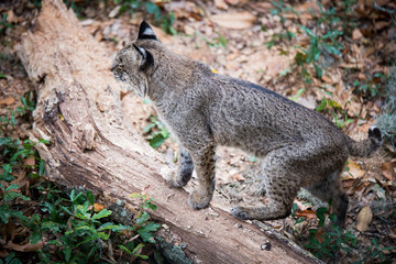 Fototapeta premium A bobcat walking around in its enclosure near Savannah, Georgia