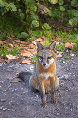 Naklejka na ściany i meble Wild fox with orange and white fur sitting in the park after lunch in Oleta River State Park, Florida USA on 12/20/2016