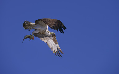 Osprey