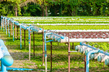 Fototapeta premium Organic hydroponic vegetable cultivation