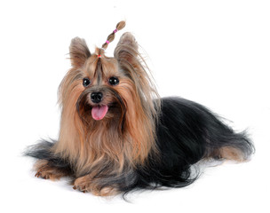 Dog yorkshire terrier isolated on white