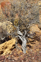 Desert tree at Inverdoon, Karoo, South Africa