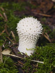 Edible mushroom Common Puffball, Lycoperdon perlatum, macro, selective focus, shallow DOF