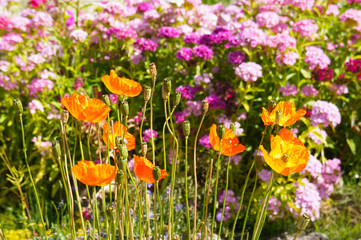Orange poppy flowers in garden at bright day