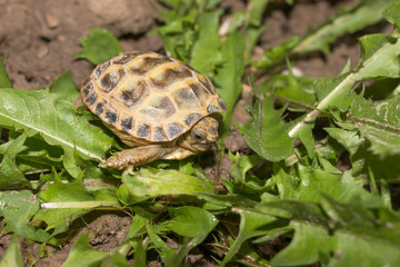 little turtle on the grass