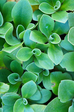 Aeonium green succulent plant abstract background