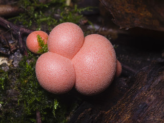 Wolfs milk, Lycogala epidendrum, slime mould macro, selective focus, shallow DOF
