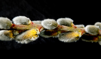 willow branch against a black background