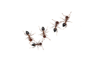 ants on a white background