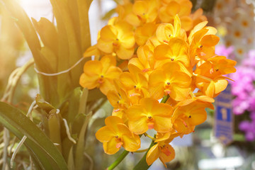 Obraz premium Closeup of Orchids flowers and green leaves background with sunlight in garden. Orchids is considered the queen of flowers in Thailand.