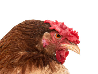 chicken head on a white background