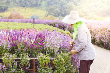 Gardener flower