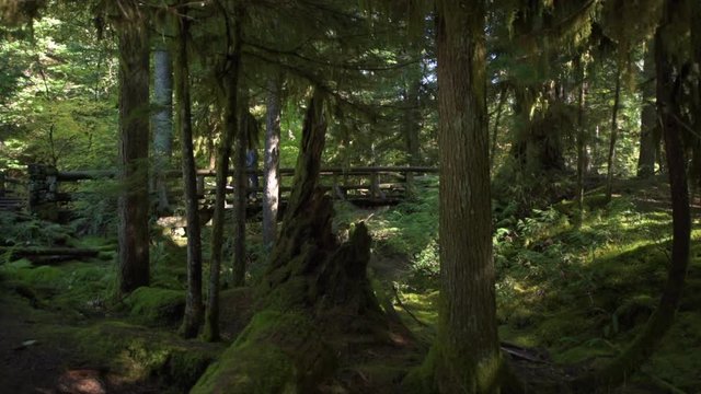 Hiker walking on wooden foot bridge Sahalie Falls Trail Oregon
