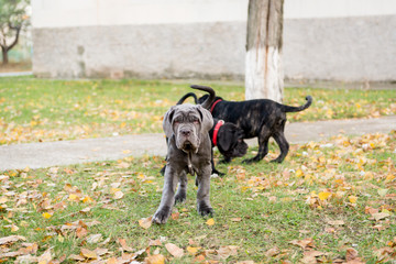 Dogs breed Neapolitana mastino a walk in the autumn park.