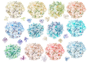 Watercolor set with flowers hydrangeas. Illustrations.