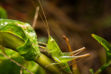 Grasshopper on nature leaves as background