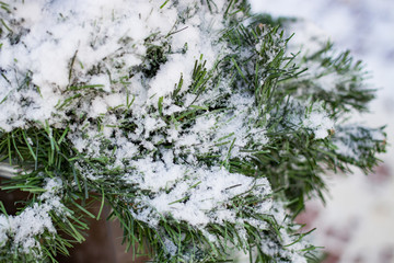 Branch of spruce under snow in the winter. New Year