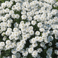 Felsenschleifenblume, Iberis sempervirens