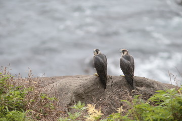ハヤブサ,ハヤブサ目,ハヤブサ科,ハヤブサ属