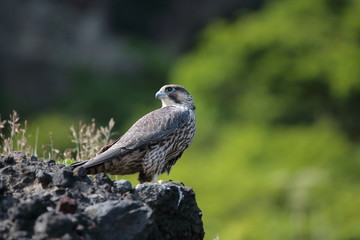 ハヤブサ,ハヤブサ目,ハヤブサ科,ハヤブサ属