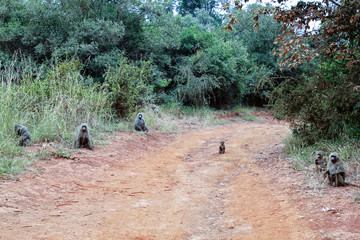 six monkeys sitting on the red earthy road surrounded by bush ne
