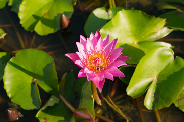 Bee on the beautiful pink lotus in a pond