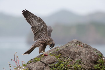 ハヤブサ,ハヤブサ目,ハヤブサ科,ハヤブサ属