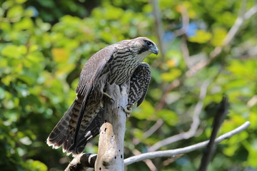 ハヤブサ,ハヤブサ目,ハヤブサ科,ハヤブサ属