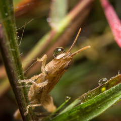 Grasshopper on nature leaves as background