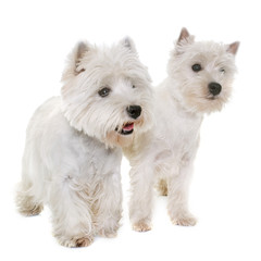 two west highland white terrier