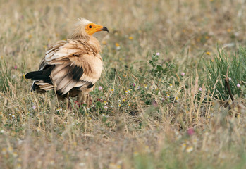 Adult of  Egyptian vulture . Neophron percnopterus