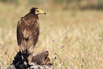 Young of  Egyptian vulture . Neophron percnopterus