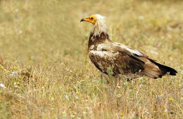 Three years old of  Egyptian vulture flying . Neophron percnopterus