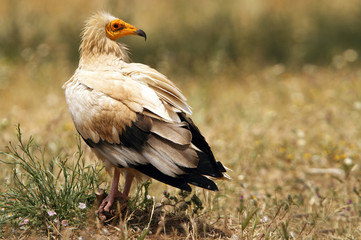 Adult of  Egyptian vulture . Neophron percnopterus