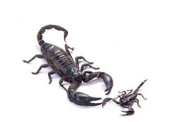 Scorpions on a white background