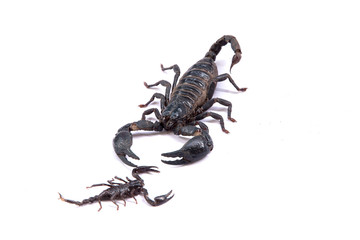 Scorpions on a white background