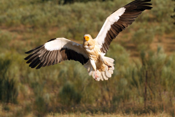 Adult of  Egyptian vulture flying . Neophron percnopterus