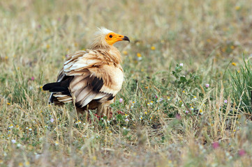 Adult of  Egyptian vulture . Neophron percnopterus