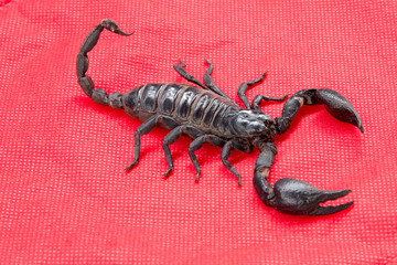 scorpion on  background