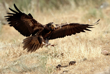 Young of  Egyptian vulture flying . Neophron percnopterus