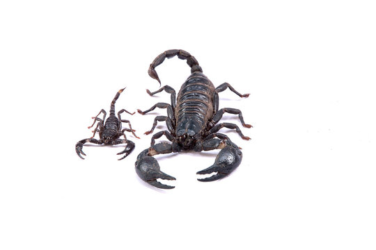 Scorpions on a white background