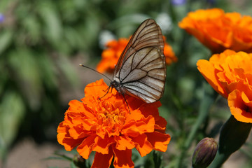 Odori Park, Sapporo City, Japan
