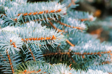 Branch of blue spruce in the snow, close-up